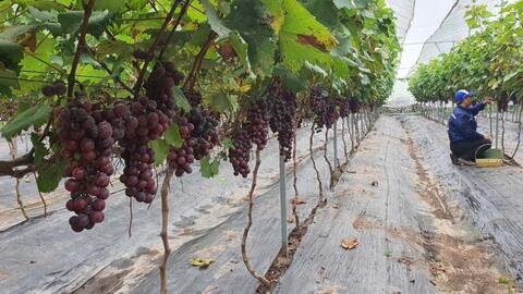 Bài 2: HTX Xứ Đoài - Nông nghiệp xanh gắn với di sản