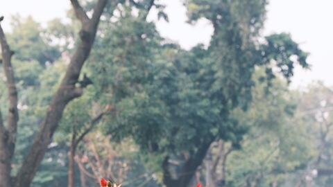 Dàn Hoa hậu rạng ngời hạnh phúc diễu hành Bách hoa hỷ sự