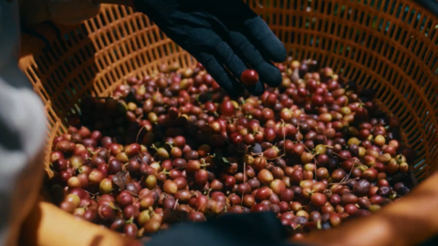 Từ nông trại đến người tiêu dùng: Hành trình của thương hiệu cà phê Việt 