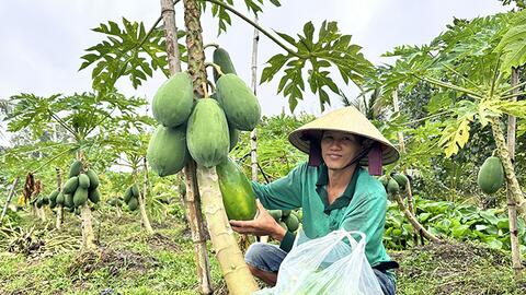 Liên kết trồng đu đủ ở xã Long Hưng - Hướng đi bền vững cùng doanh nghiệp 