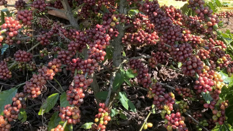 Giá cà phê thế giới giảm mạnh khi nguồn cung đầu vụ gia tăng