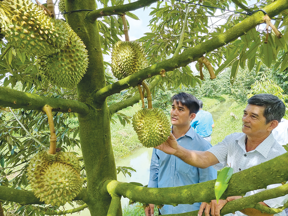 Hợp tác xã nông nghiệp ở TP Cần Thơ ngày càng lớn mạnh 