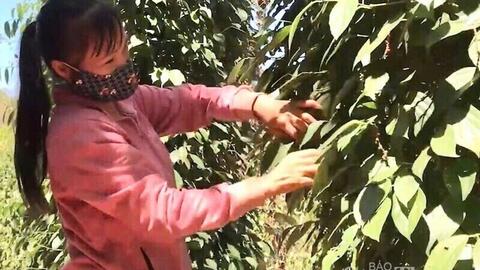 Giá tiêu hôm nay 25/12/2025: Tăng nhẹ 500 đồng/kg