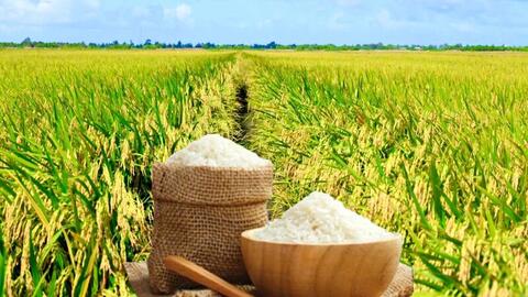 Giá lúa gạo hôm nay ngày 25/12: Lúa tươi đồng loạt tăng mạnh