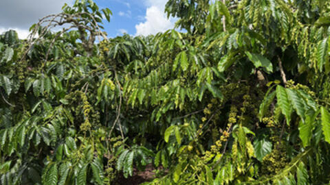 Giá cà phê hôm nay 27/12/2025: Tiếp tục tăng mạnh