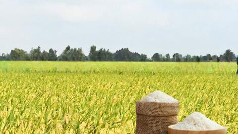 Giá lúa gạo hôm nay ngày 30/12: Giá gạo Jasmine xuất khẩu giảm 7 USD/tấn