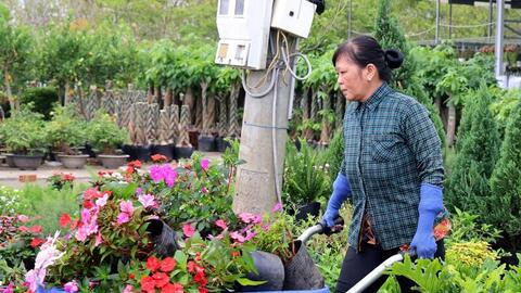 Livestream hoa kiểng Sa Đéc: 'Cú huých' chuyển đổi số từ nhà vườn