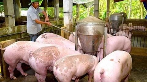 Giá heo hơi hôm nay 30/12/2025: Biến động trái chiều