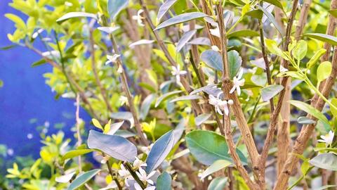 Đà Nẵng: Quất cảnh Hội An Tây nhộn nhịp chuẩn bị vụ Tết