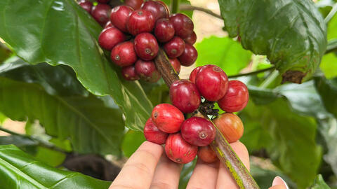 Giá cà phê hôm nay 6/1/2026: Tăng nhẹ 100 đồng/kg