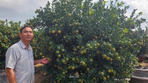 Quất cảnh Cẩm Hà rục rịch đón Tết Nguyên đán