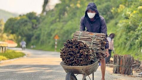 Quảng Ngãi: Phát triển dược liệu gắn chế biến sâu, du lịch sinh thái