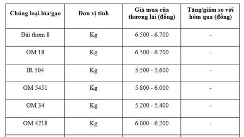 Giá lúa gạo hôm nay ngày 12/1/2026: Thị trường trầm lắng