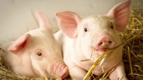 Giá heo hơi hôm nay 13/1/2026: Thị trường tăng 'nóng', lập đỉnh mới