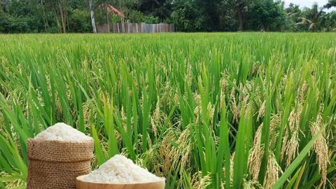 Giá lúa gạo hôm nay ngày 15/1/2026: Gạo xuất khẩu tăng nhẹ