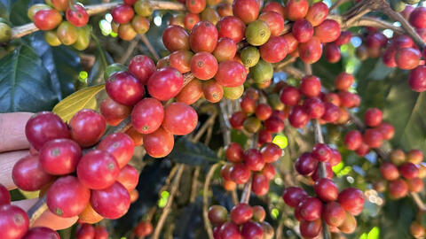 Giá cà phê hôm nay 15/1/2026: Tăng nhẹ