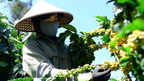 Giá cà phê hôm nay 26/1/2026: Neo cao, vượt ngưỡng 100.000 đồng/kg