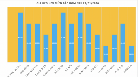 Giá heo hơi hôm nay 27/1/2026: Tăng mạnh, miền Bắc lập 'đỉnh' mới