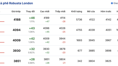 Giá cà phê hôm nay 27/1/2026: Tăng nhẹ tại Gia Lai