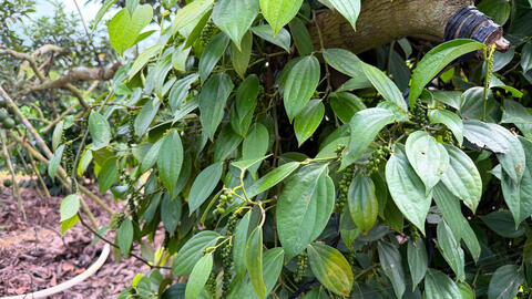 Giá tiêu hôm nay 27/1/2026: Tăng rải rác