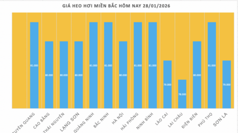 Giá heo hơi hôm nay 28/1/2026: Tiếp đà đi lên