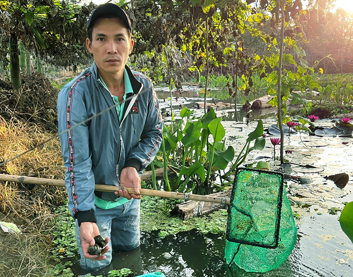 Nuôi ốc bươu đen cho lợi nhuận cao 