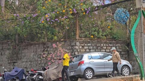 Phản cảm hành vi chặt cành mai anh đào trước mặt du khách quốc tế tại Đà Lạt