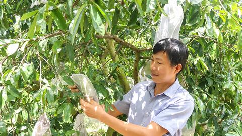 Nông dân tất bật chuẩn bị nông sản Tết 