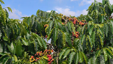 Giá cà phê hôm nay 24/2/2026: Đi ngang