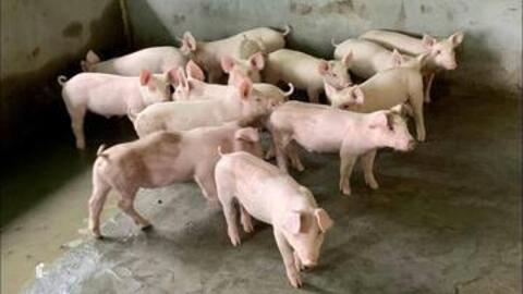 Giá heo hơi hôm nay 25/2/2026: Tiếp đà đi xuống