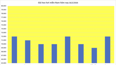 Giá heo hơi hôm nay 26/2/2026: Giảm đồng loạt tại miền Bắc, miền Trung