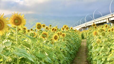 10.000 hoa hướng dương nở rộ, rực rỡ sắc vàng tại TP. Đà Nẵng