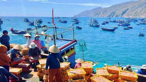 Ngư dân làng chài Gia Lai trúng mùa ruốc, 'bỏ túi' tiền triệu mỗi ngày
