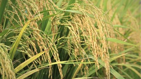 Gạo phát thải thấp: 'Tấm vé xanh' cho xuất khẩu bền vững