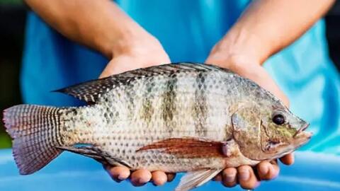 Cá rô phi Việt Nam tăng mạnh xuất khẩu, bứt tốc tại thị trường Brazil và Mỹ