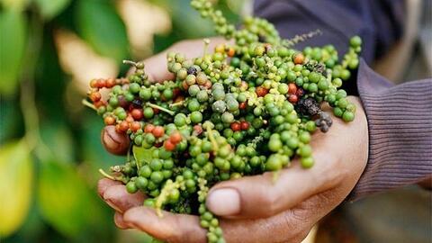 Giá tiêu hôm nay 6/3/2026: Bật tăng đồng loạt