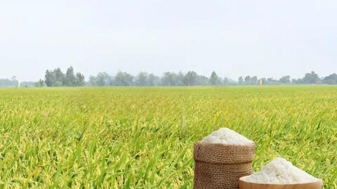 Giá lúa gạo hôm nay ngày 10/3/2026: Gạo nguyên liệu xuất khẩu OM 5451 tăng