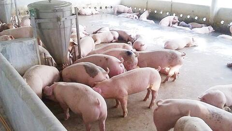 Giá heo hơi hôm nay 16/3/2026: Cao nhất đạt mốc 66.000 đồng/kg