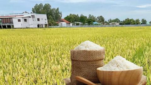 Giá lúa gạo hôm nay ngày 19/3/2026: Gạo xuất khẩu OM 5451 tiếp đà giảm