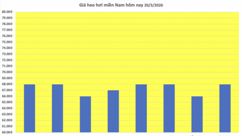 Giá heo hơi hôm nay 20/3/2026: Duy trì đà tăng mạnh