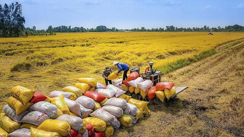 Bộ Công Thương ban hành Chỉ thị 08 thúc đẩy xuất khẩu gạo