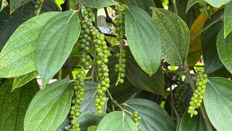 Giá tiêu hôm nay 26/3/2026: Giữ đà neo cao