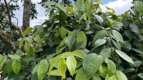 Giá tiêu hôm nay 31/3/2026: Bật tăng từ 500 - 1.000 đồng/kg