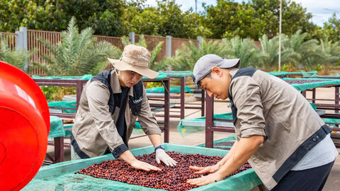 Gia Lai tìm đường thoát 'bẫy xuất thô', hướng tới thủ phủ Robusta xanh