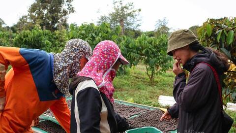 Giá cà phê hôm nay 3/4/2026: Tăng 800 - 1.000 đồng/kg