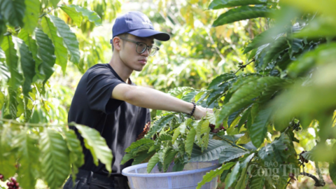 Giá cà phê hôm nay 6/4/2026: Dao động từ 88.700 - 89.200 đồng/kg