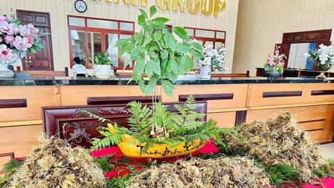 Hành trình nâng tầm 'quốc bảo sâm Việt' sắp khởi động tại Gia Lai