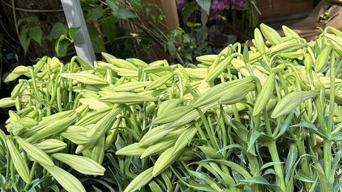 Thị trường hoa loa kèn Hà Nội bắt đầu sôi động