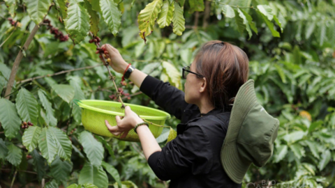 Giá cà phê hôm nay 8/4/2026: Trong nước 'lặng sóng'