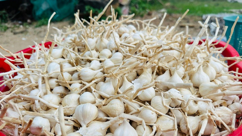 Giá nông sản hôm nay 9/4: Giá tiêu xuất khẩu tăng; mít thái biến động mạnh